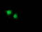 Catenin Beta 1 antibody, TA502412, Origene, Immunofluorescence image 