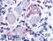 G Protein-Coupled Receptor 149 antibody, LS-A5102, Lifespan Biosciences, Immunohistochemistry frozen image 