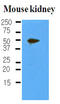Podoplanin antibody, LS-B2956, Lifespan Biosciences, Western Blot image 