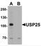 USP21 antibody, NBP2-82051, Novus Biologicals, Western Blot image 