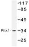 Paired Like Homeodomain 1 antibody, AP20531PU-N, Origene, Western Blot image 