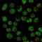 Zinc Fingers And Homeoboxes 2 antibody, NBP1-82955, Novus Biologicals, Immunofluorescence image 