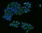 Fms Related Tyrosine Kinase 1 antibody, TA323071, Origene, Immunofluorescence image 
