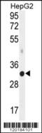 hMed6 antibody, 56-225, ProSci, Western Blot image 