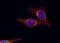 Galectin 8 antibody, PA5-19729, Invitrogen Antibodies, Immunofluorescence image 