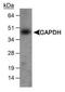 GAPDH antibody, TA336635, Origene, Western Blot image 
