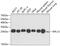 Ribosomal Protein L13 antibody, 22-437, ProSci, Western Blot image 