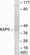 Protein Kinase CAMP-Dependent Type I Regulatory Subunit Alpha antibody, EKC1676, Boster Biological Technology, Western Blot image 