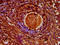 Zona pellucida sperm-binding protein 4 antibody, LS-C681749, Lifespan Biosciences, Immunohistochemistry paraffin image 