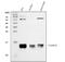 Fatty Acid Binding Protein 4 antibody, RP1085, Boster Biological Technology, Western Blot image 