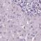 Dynein Axonemal Heavy Chain 12 antibody, PA5-57974, Invitrogen Antibodies, Immunohistochemistry frozen image 