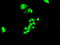 Hnf3b antibody, M01032-2, Boster Biological Technology, Immunofluorescence image 
