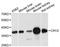 Crystallin Zeta antibody, A12857, ABclonal Technology, Western Blot image 