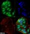 Forkhead Box P1 antibody, NB100-65125, Novus Biologicals, Immunofluorescence image 