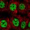Small Nuclear Ribonucleoprotein Polypeptide C antibody, HPA055490, Atlas Antibodies, Immunocytochemistry image 