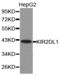 Killer Cell Immunoglobulin Like Receptor, Two Ig Domains And Long Cytoplasmic Tail 1 antibody, LS-C192811, Lifespan Biosciences, Western Blot image 