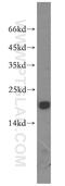 CGRP Receptor Component antibody, 14348-1-AP, Proteintech Group, Western Blot image 