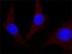 Erk1 antibody, M8159, Sigma-Aldrich, Immunofluorescence image 