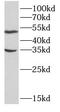 Apolipoprotein E antibody, FNab10127, FineTest, Western Blot image 