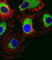 Pituitary Tumor-Transforming 2 antibody, abx029148, Abbexa, Western Blot image 