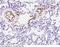 Protein C Receptor antibody, 90229-T08, Sino Biological, Immunohistochemistry frozen image 
