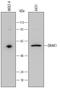 Serine/Threonine Kinase 17a antibody, MAB4985, R&D Systems, Western Blot image 