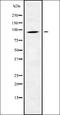 Calcium Binding Protein 2 antibody, orb338101, Biorbyt, Western Blot image 