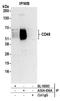 CD48 antigen antibody, A304-436A, Bethyl Labs, Immunoprecipitation image 