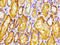Ceroid-lipofuscinosis neuronal protein 6 antibody, LS-C671753, Lifespan Biosciences, Immunohistochemistry paraffin image 