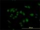 CaRF antibody, H00055602-M02, Novus Biologicals, Immunofluorescence image 