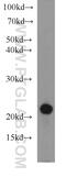 CD3 antibody, 17617-1-AP, Proteintech Group, Western Blot image 