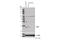 Ras Homolog, MTORC1 Binding antibody, 13879S, Cell Signaling Technology, Western Blot image 