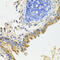 Glycoprotein 2 antibody, abx006345, Abbexa, Western Blot image 