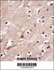 Mitochondria Localized Glutamic Acid Rich Protein antibody, 57-944, ProSci, Immunohistochemistry frozen image 
