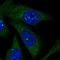 Leucyl-tRNA synthetase, cytoplasmic antibody, HPA036424, Atlas Antibodies, Immunofluorescence image 