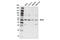 Mixed Lineage Kinase Domain Like Pseudokinase antibody, 37705S, Cell Signaling Technology, Western Blot image 