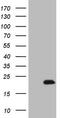 Adrenomedullin antibody, M00594-1, Boster Biological Technology, Western Blot image 