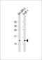 Ribosomal Protein S27 antibody, 61-316, ProSci, Western Blot image 