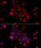 DnaJ Heat Shock Protein Family (Hsp40) Member B6 antibody, orb247767, Biorbyt, Immunocytochemistry image 