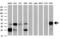 Serpin Family B Member 6 antibody, M07155, Boster Biological Technology, Western Blot image 