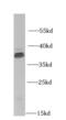 Ficolin 1 antibody, FNab03060, FineTest, Western Blot image 