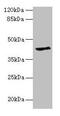 Ganglioside Induced Differentiation Associated Protein 1 Like 1 antibody, CSB-PA009339LA01HU, Cusabio, Western Blot image 
