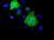Keratin 8 antibody, GTX84247, GeneTex, Immunofluorescence image 