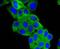 Angiotensinogen antibody, A02103-2, Boster Biological Technology, Immunocytochemistry image 