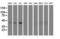 Nuclear distribution protein nudE-like 1 antibody, M02478, Boster Biological Technology, Western Blot image 
