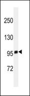 Histone-lysine N-methyltransferase EZH2 antibody, TA324333, Origene, Western Blot image 