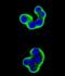 Matrix Metallopeptidase 2 antibody, orb11061, Biorbyt, Immunofluorescence image 