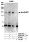 Histone-lysine N-methyltransferase EHMT2 antibody, A300-933A, Bethyl Labs, Immunoprecipitation image 
