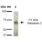 Pannexin 2 antibody, SMC-420D-APC, StressMarq, Western Blot image 