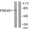 cAMP-specific 3 ,5 -cyclic phosphodiesterase 4D antibody, LS-C117691, Lifespan Biosciences, Western Blot image 